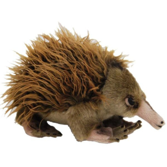 Echidna