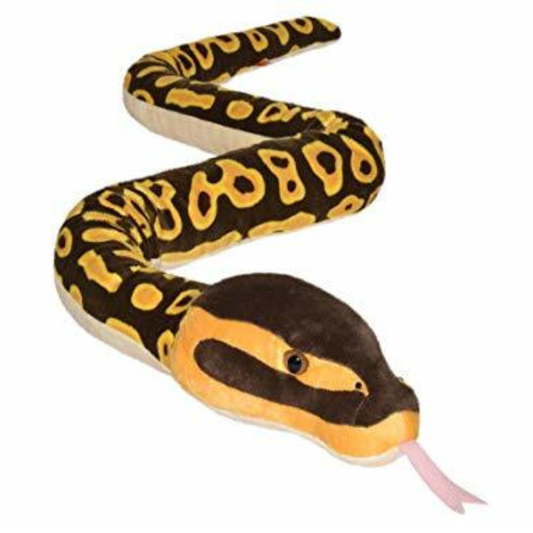 Snake - Ball Python